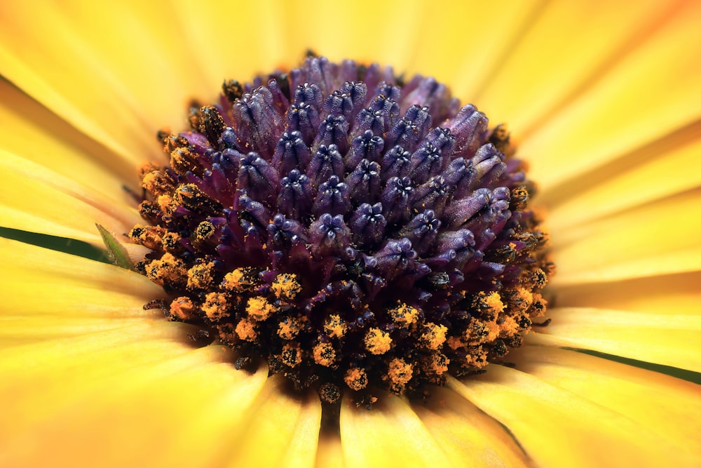 a close up view of a yellow flower