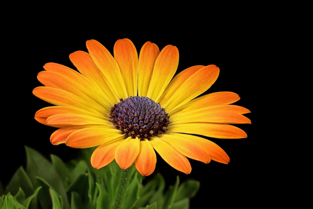 una flor naranja y amarilla con hojas verdes