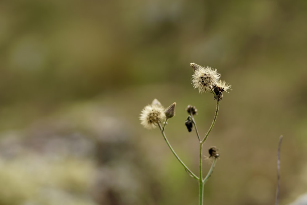 a close up of a plant with a blurry background