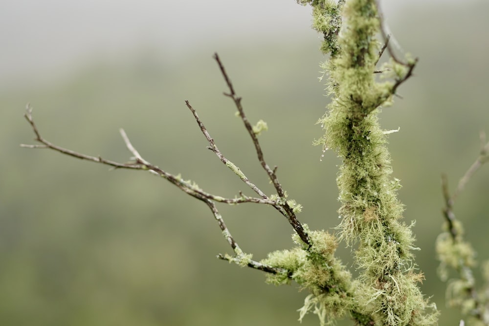 una rama de árbol con musgo creciendo en ella