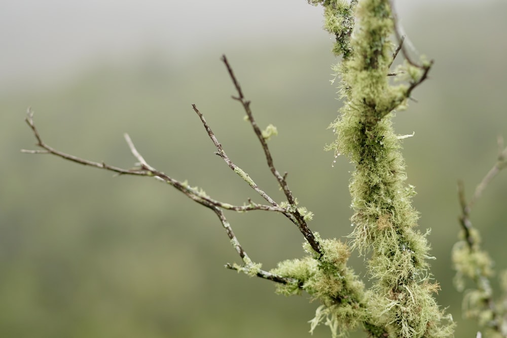 a tree branch with moss growing on it