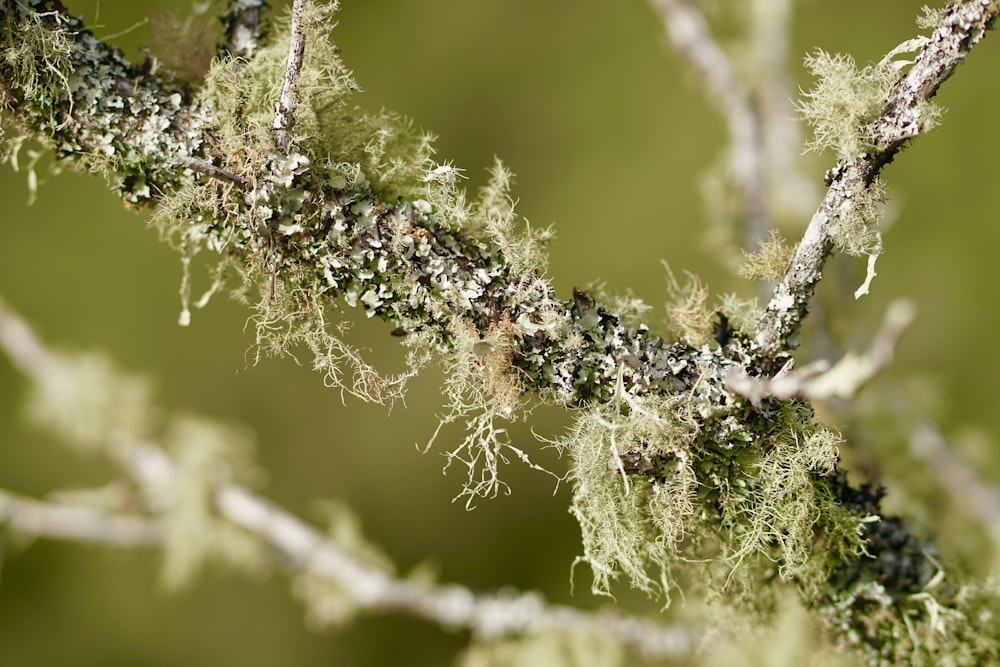 a close up of a tree branch with moss growing on it