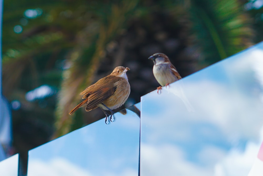 a couple of birds sitting on top of a mirror