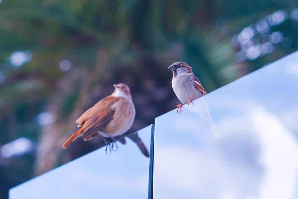 a couple of birds sitting on top of a mirror