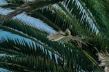 A parrot is perched on a palm frond surrounded by lush green leaves. The bird is green, with some blue on its head and is holding something in its beak, possibly food.