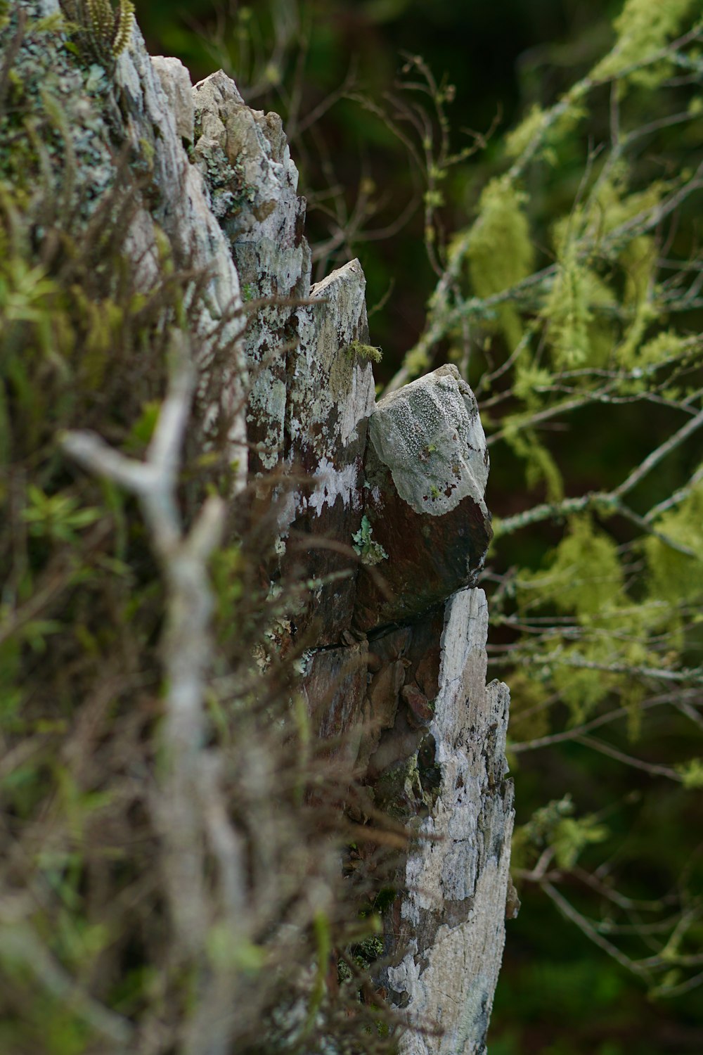 a bird is perched on a rock in the woods