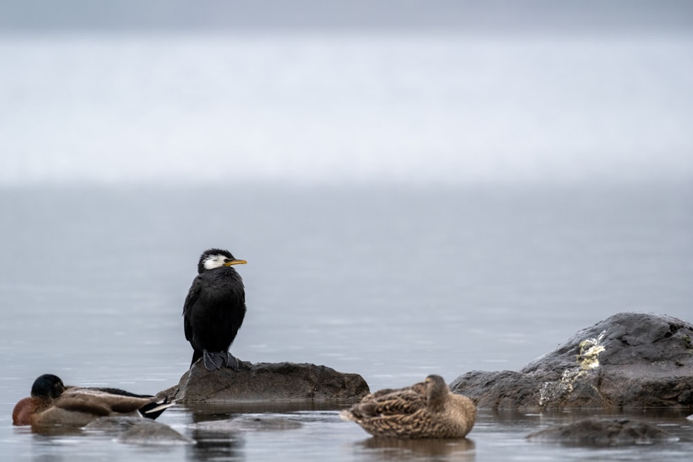 a bird is sitting on a rock in the water