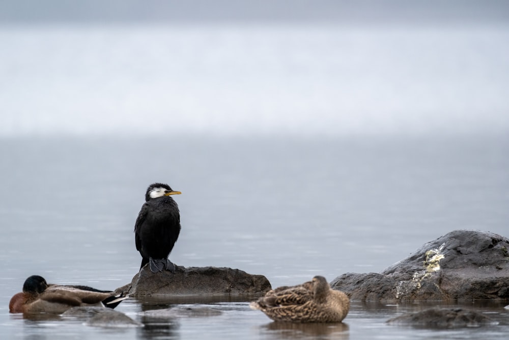 Ein Vogel sitzt auf einem Felsen im Wasser