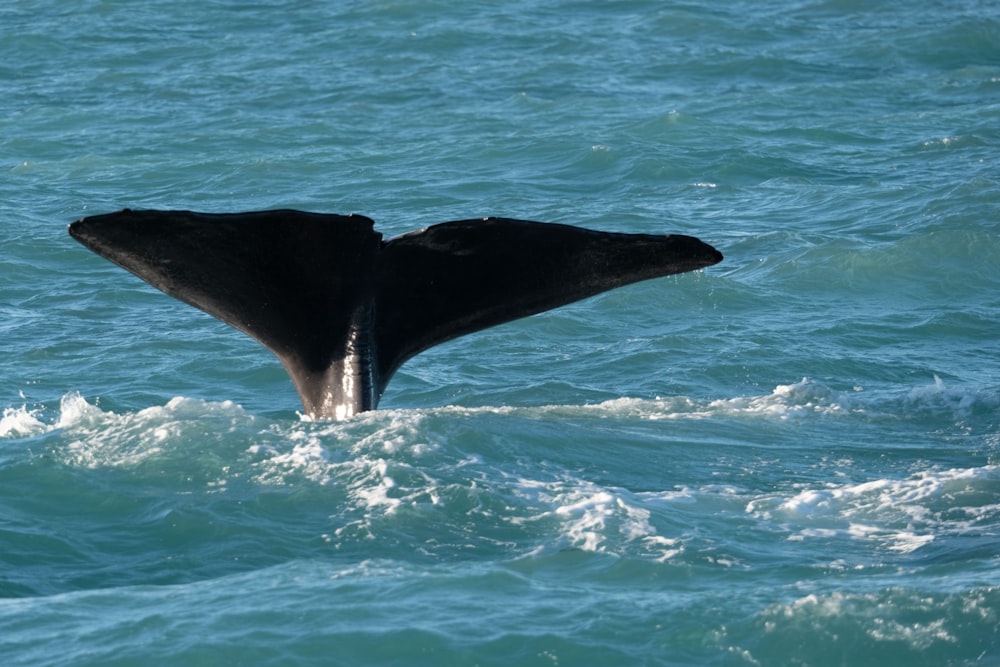 a whale's tail flups out of the water