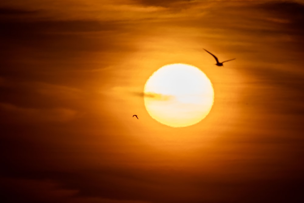 a bird flying in front of the sun