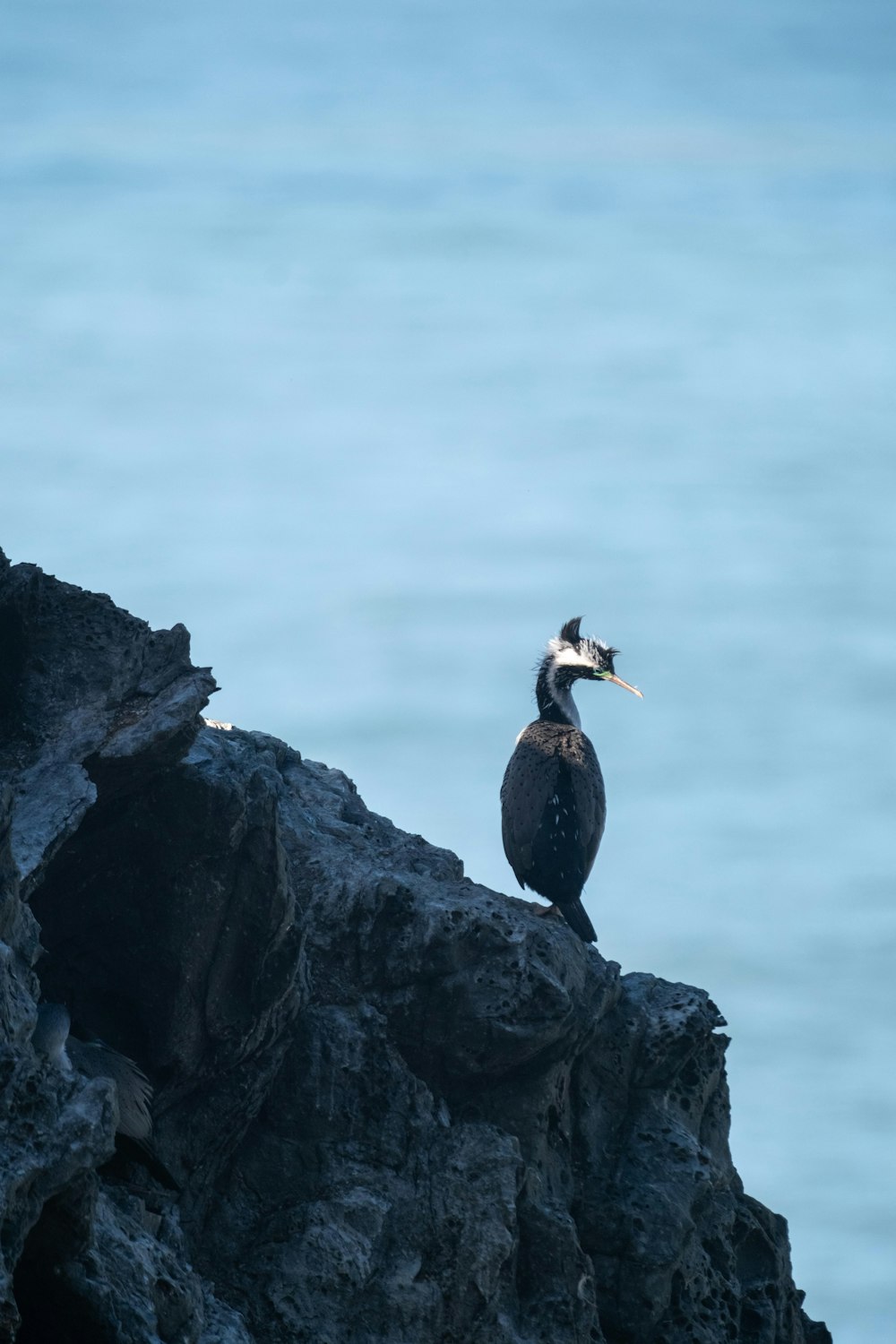 a bird sitting on top of a rock near the ocean