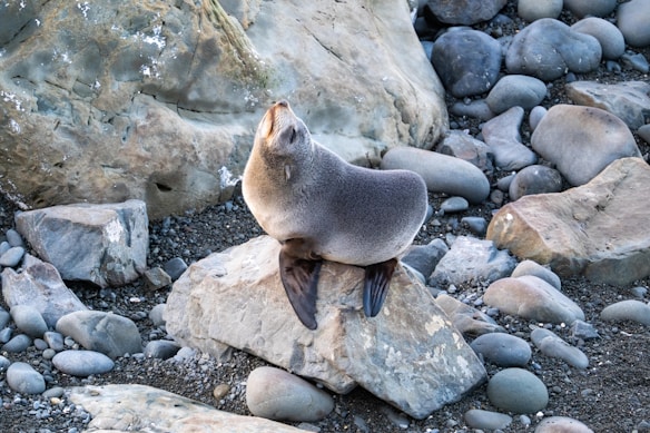 A seal is perched on a large rock amidst a rocky shoreline, surrounded by various sizes of smooth stones. The seal appears to be looking upwards, showcasing its sleek, glossy coat.