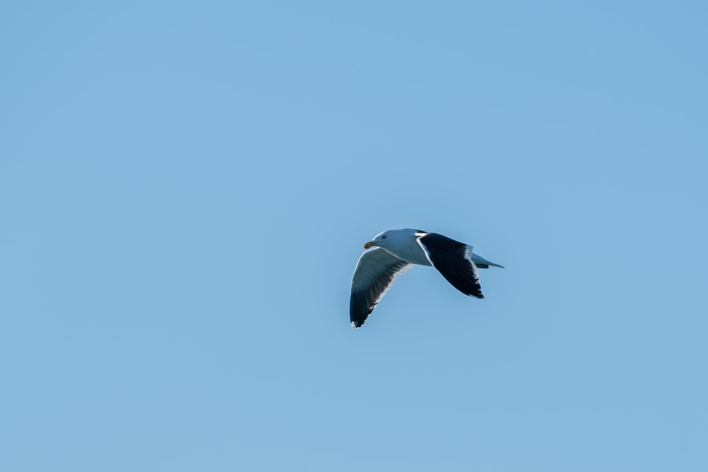 a seagull flying through a blue sky on a sunny day