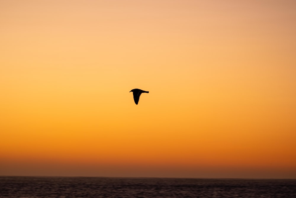 a bird flying over the ocean at sunset