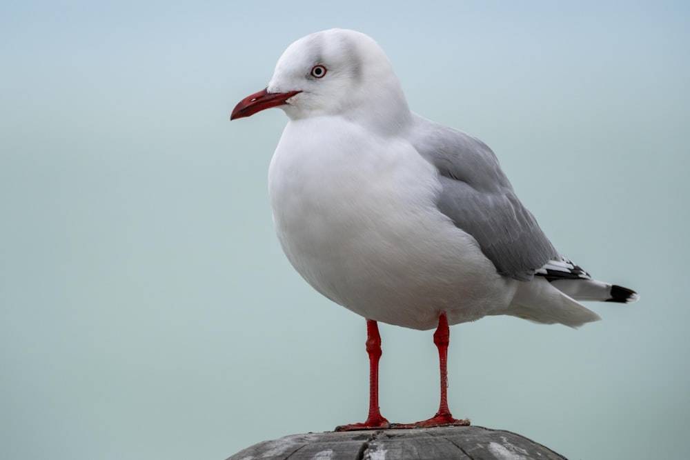 a seagull standing on top of a wooden post
