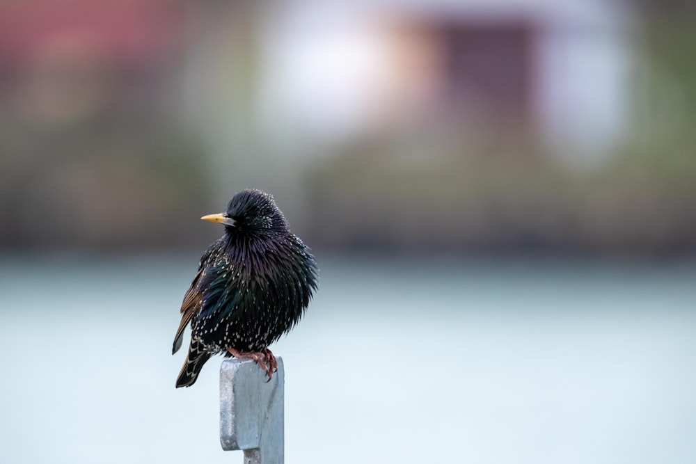 a black bird sitting on top of a wooden post