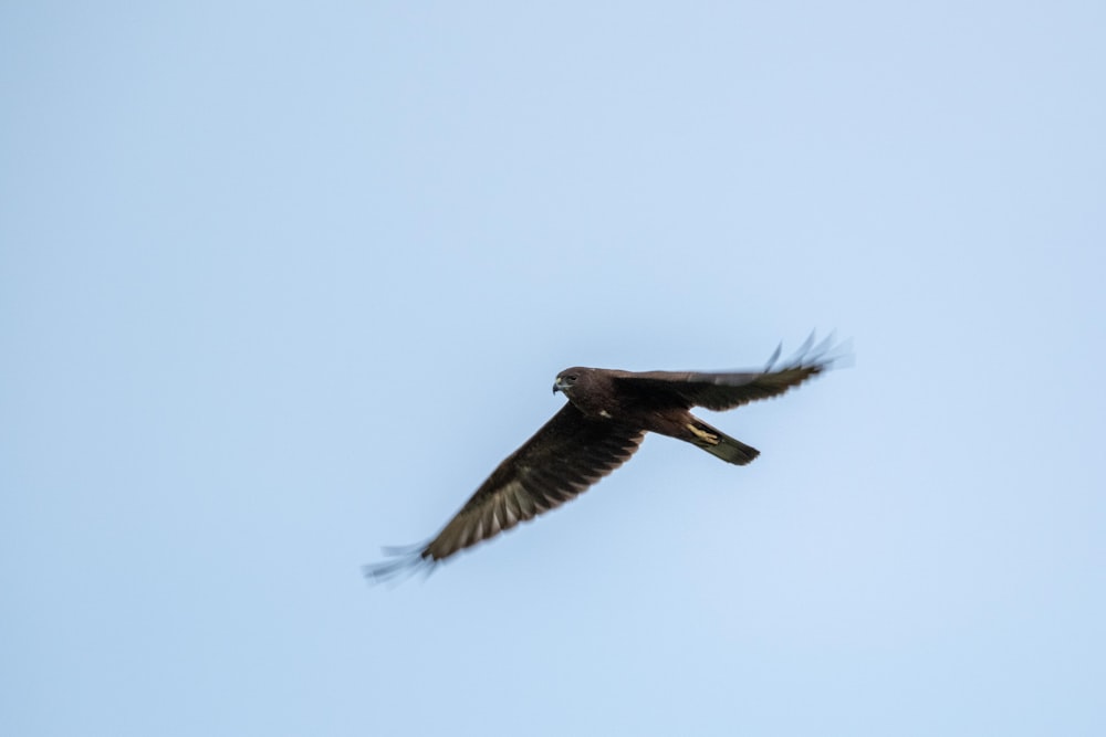 a large bird flying through a blue sky