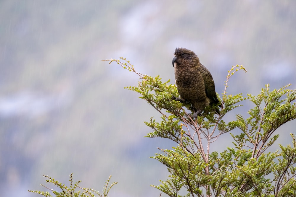 a bird perched on top of a tree branch