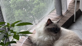 A fluffy cat with bright blue eyes lies on a tiled surface next to a potted plant. The background features a mesh screen and a brick surface, providing a cozy outdoor setting.