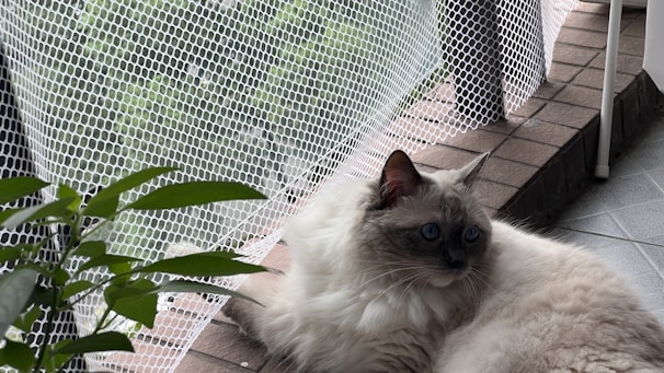A fluffy cat with bright blue eyes lies on a tiled surface next to a potted plant. The background features a mesh screen and a brick surface, providing a cozy outdoor setting.