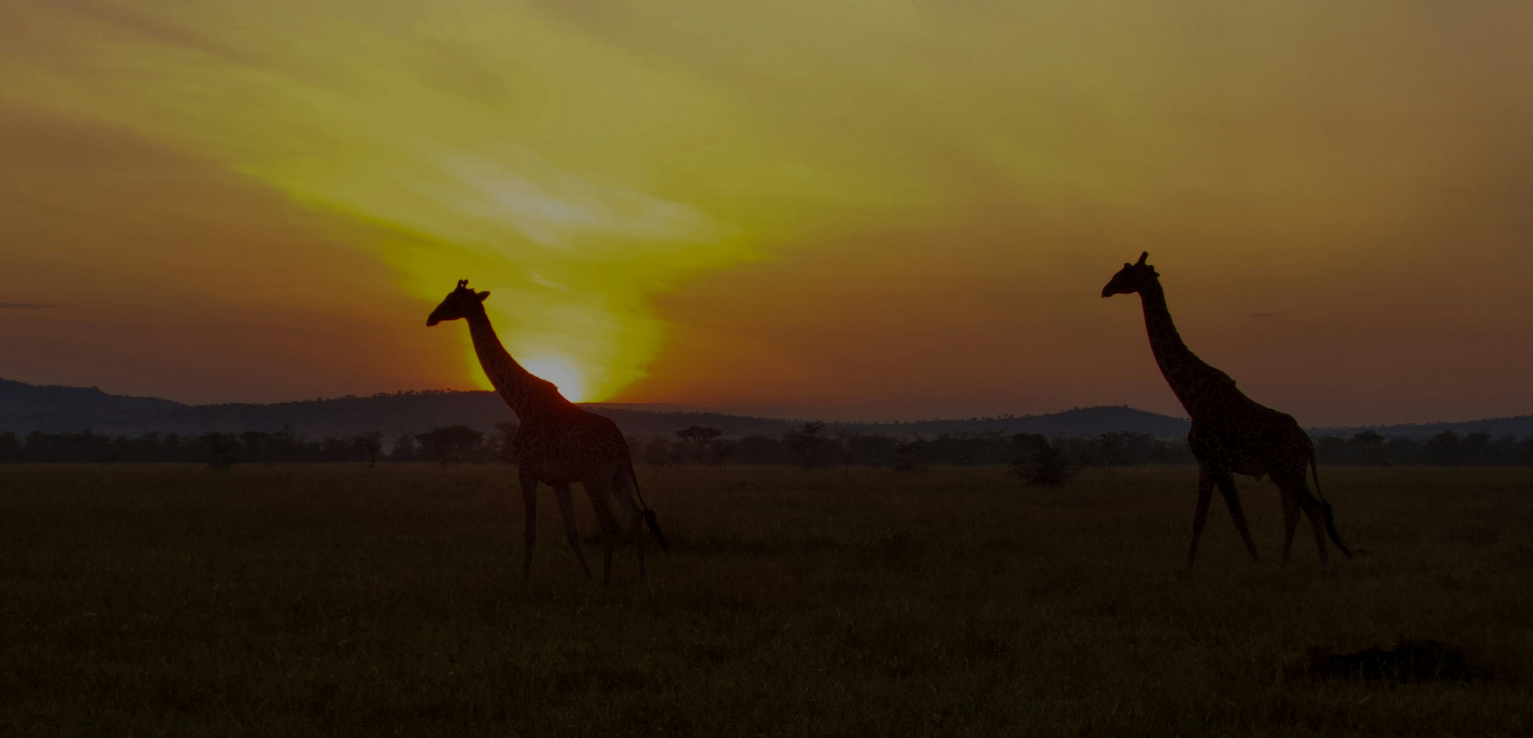 Serengeti Game drive