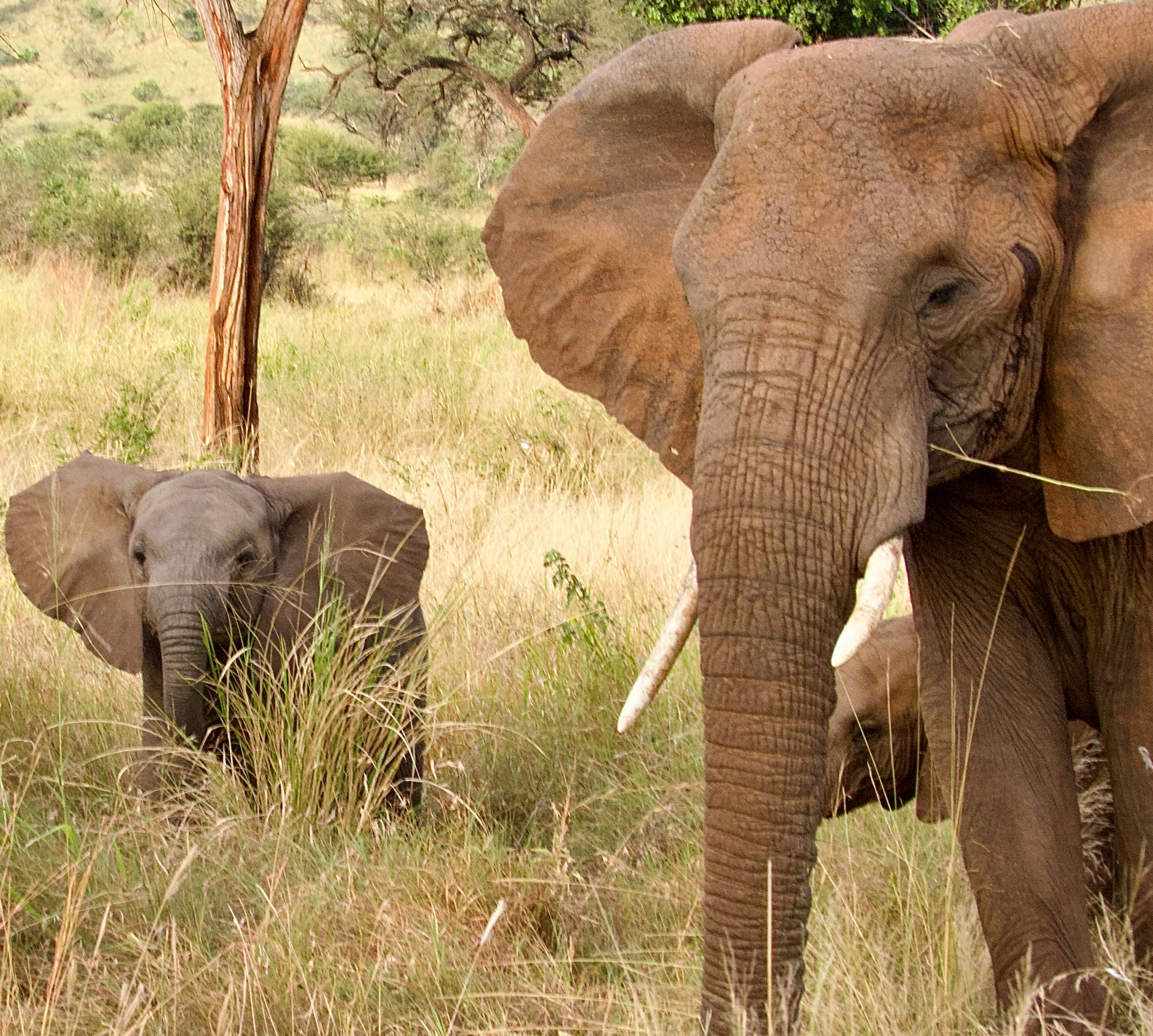 a large elephant standing next to a baby elephant