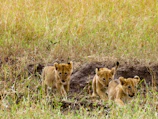 Young lion cubs playfully tumbling in the tall grass.