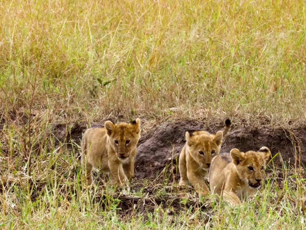 a group of lions walking through a grass covered field