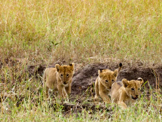 a group of lions walking through a grass covered field
