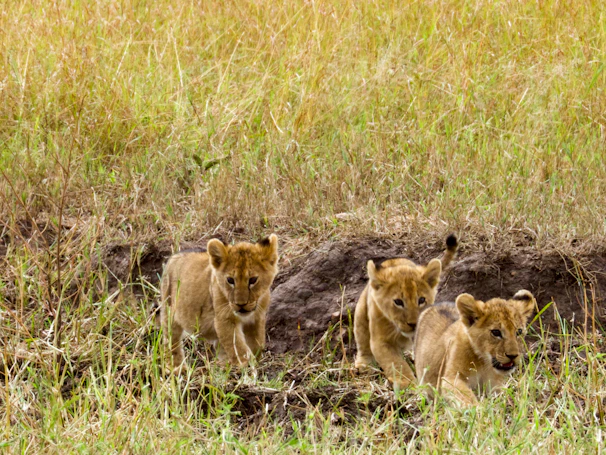 a group of lions walking through a grass covered field