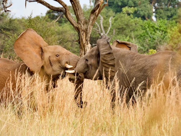 Elephants Serengeti Tanzania