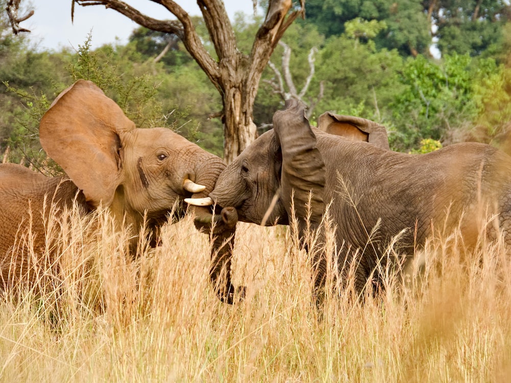 a couple of elephants that are standing in the grass