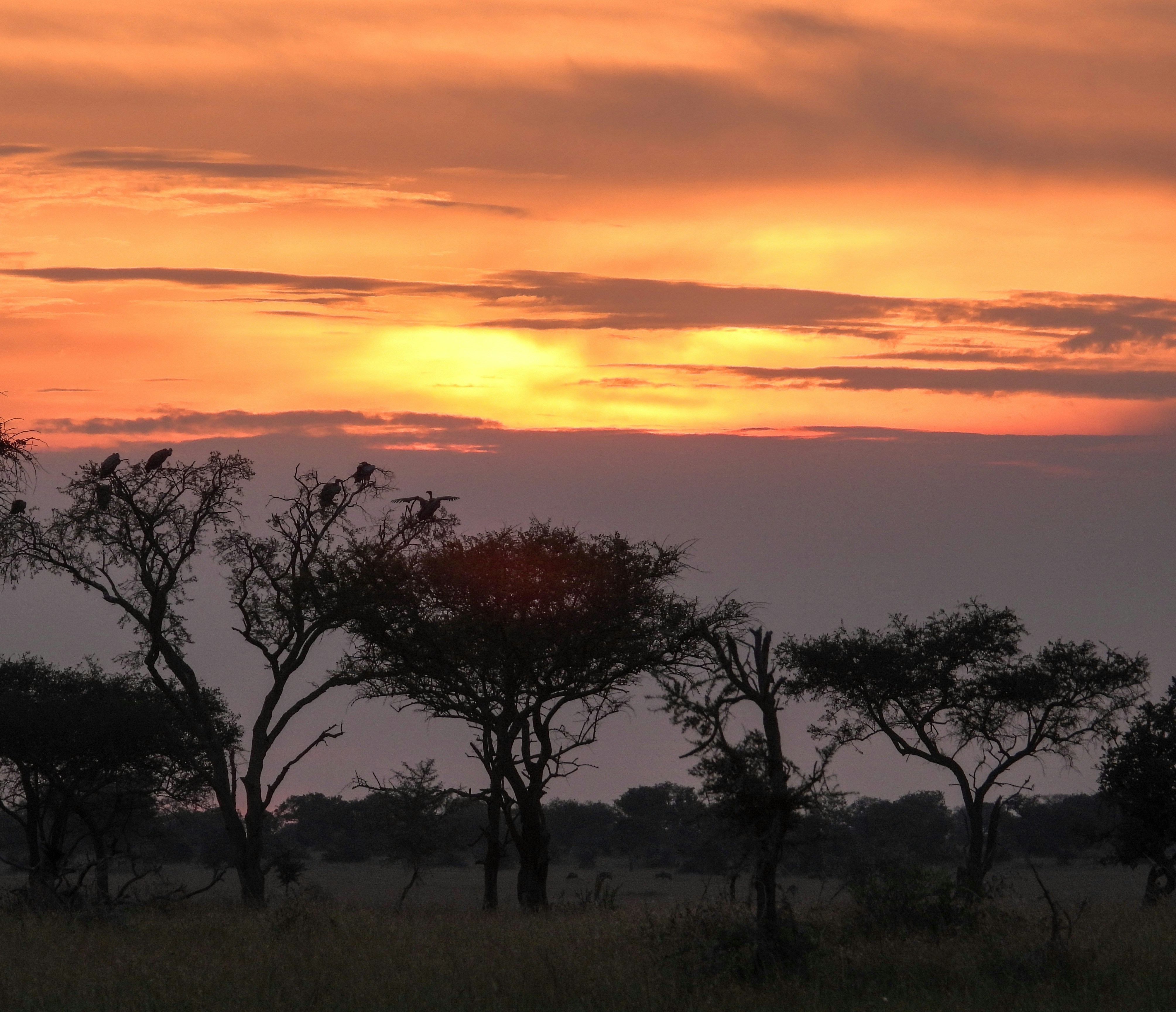 A stunning sunset over the Serengeti with wildebeests in the foreground