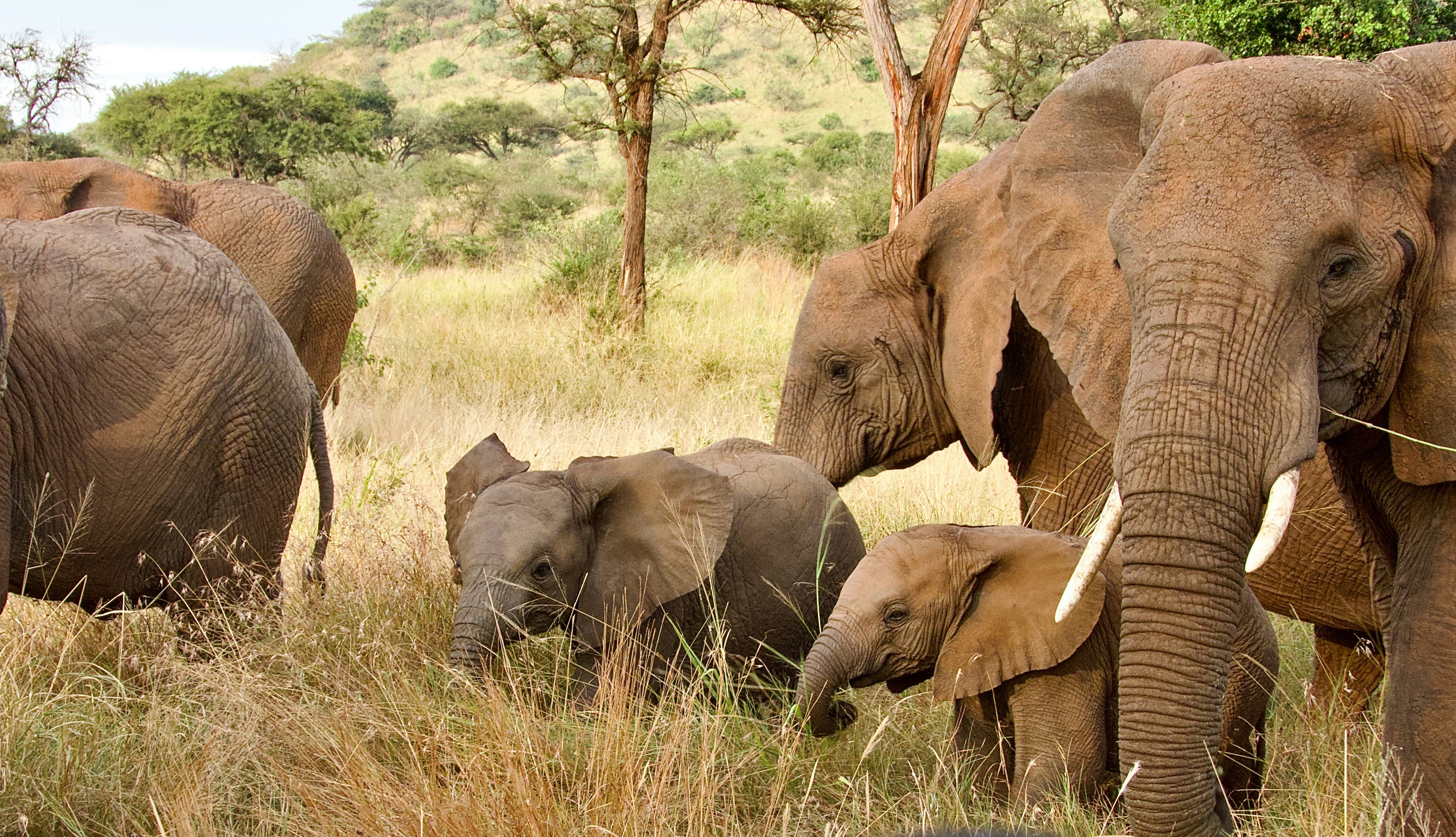 Elephant Family Tanzania