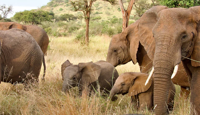 20-Day Tanzania Family Itinerary: Safaris & Zanzibar Beaches