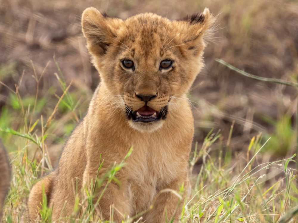 a young lion cub sitting in the grass