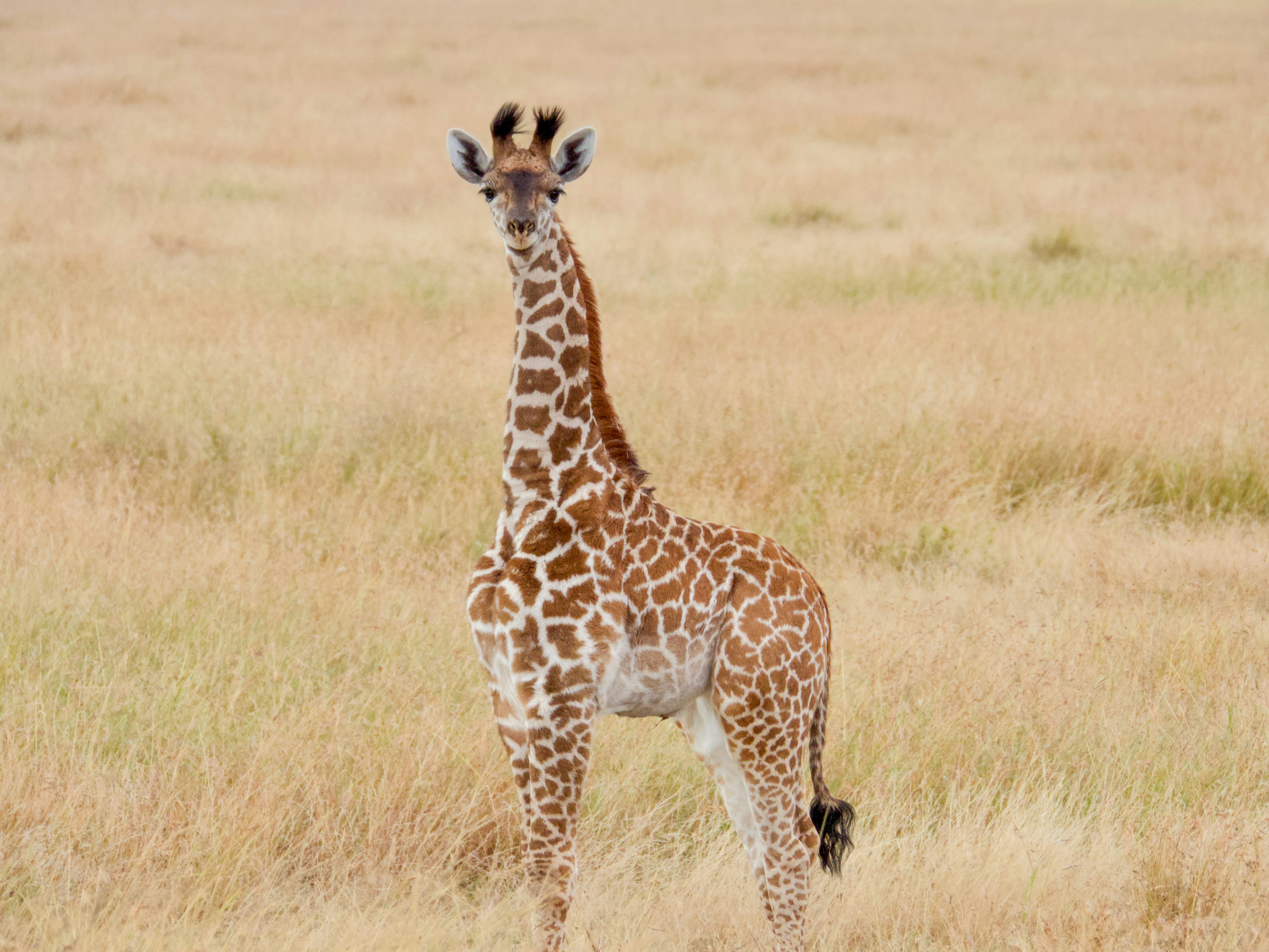 una giraffa in piedi in mezzo a un campo