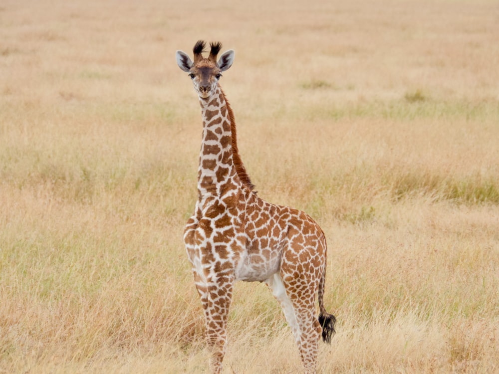 a giraffe standing in the middle of a field