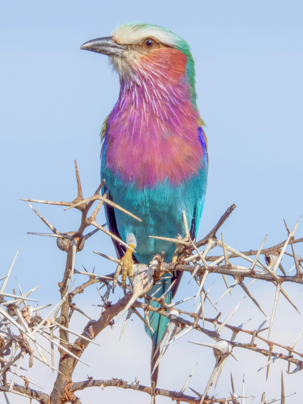 Un pájaro colorido sentado en la cima de la rama de un árbol