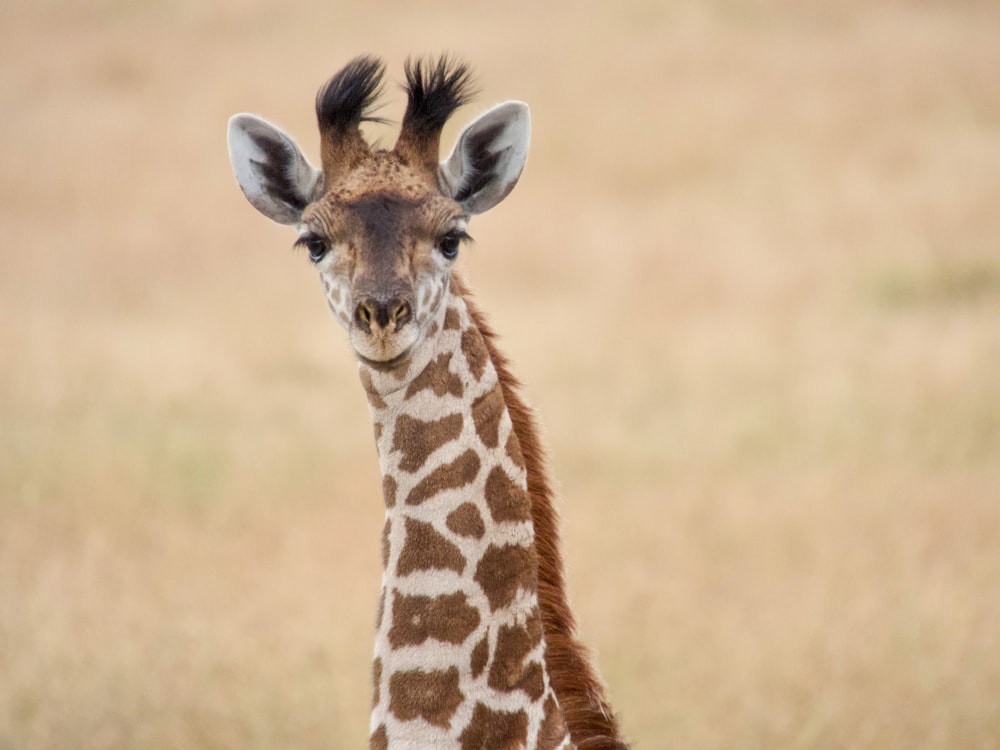 a close up of a giraffe in a field