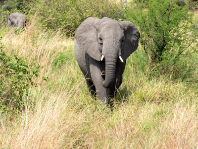 an elephant is walking through the tall grass