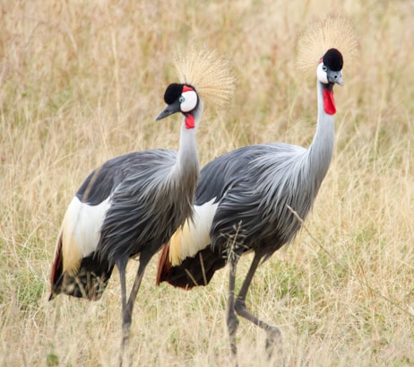 two grey and white birds walking in a field