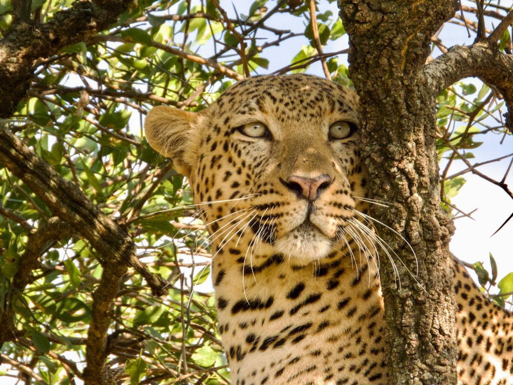 a close up of a leopard in a tree