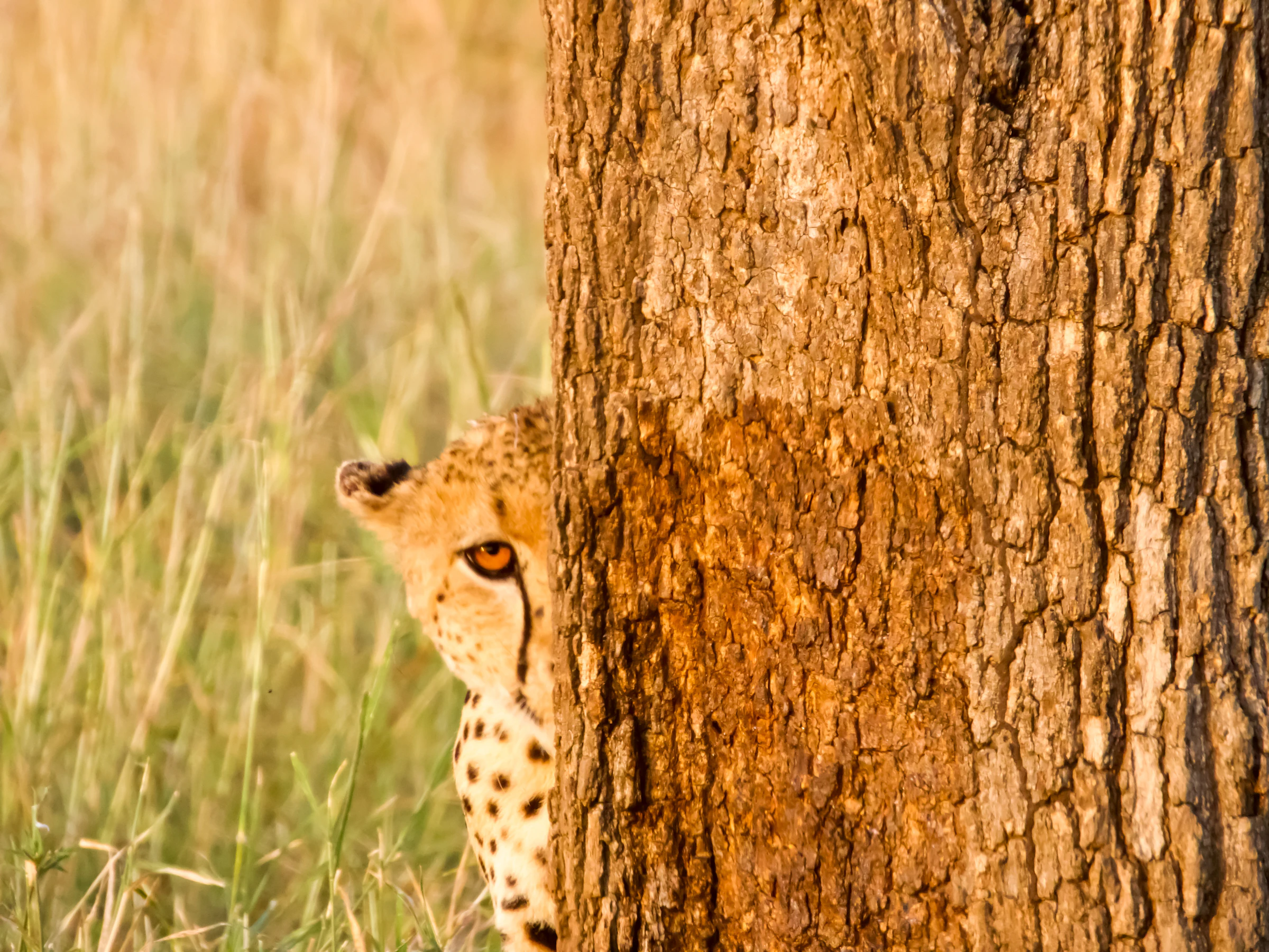 Tsavo