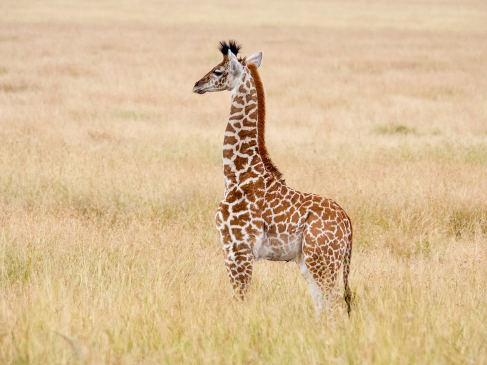 a giraffe standing in a field of tall grass