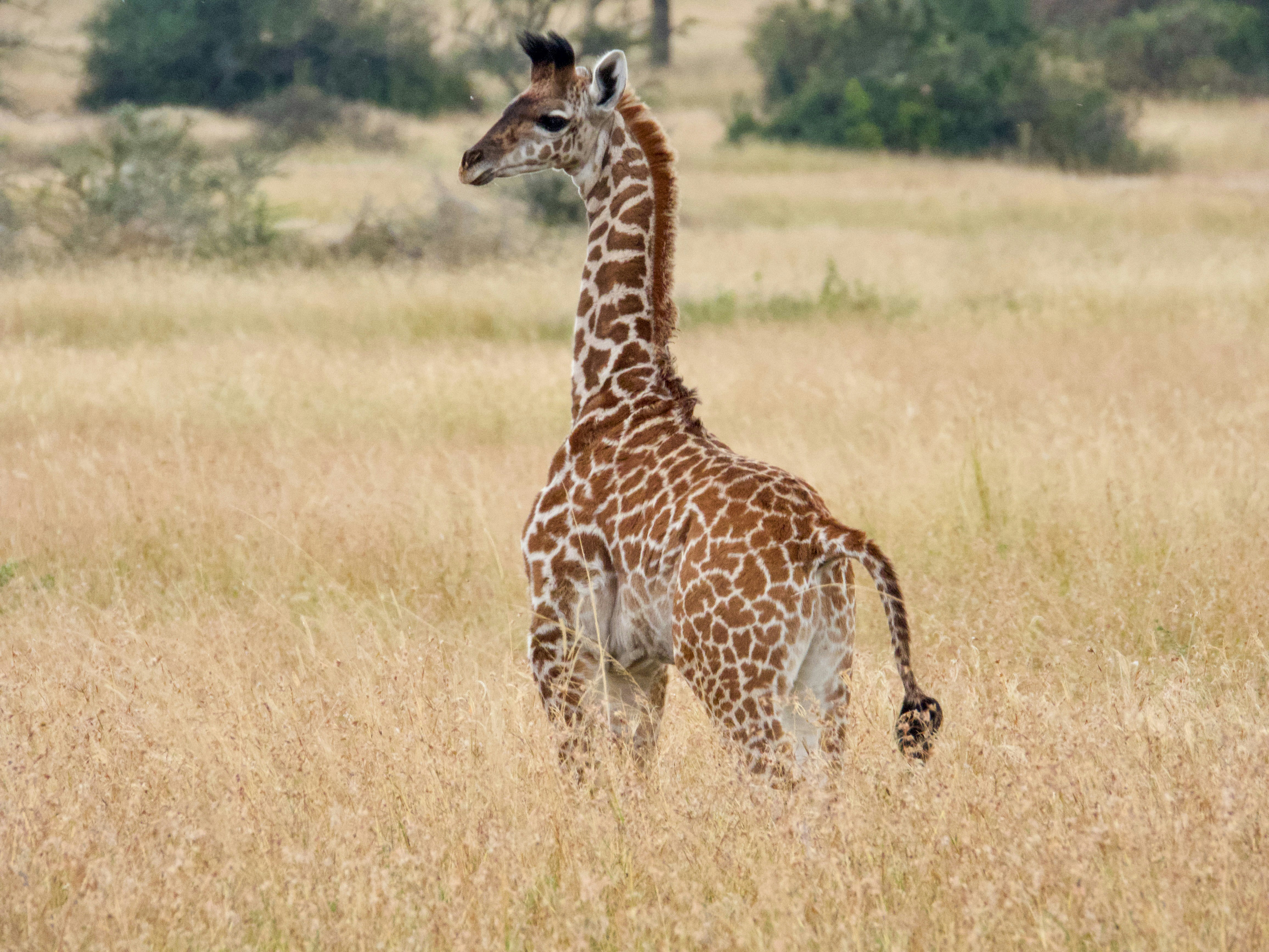 Getting to Know Harry Nansi