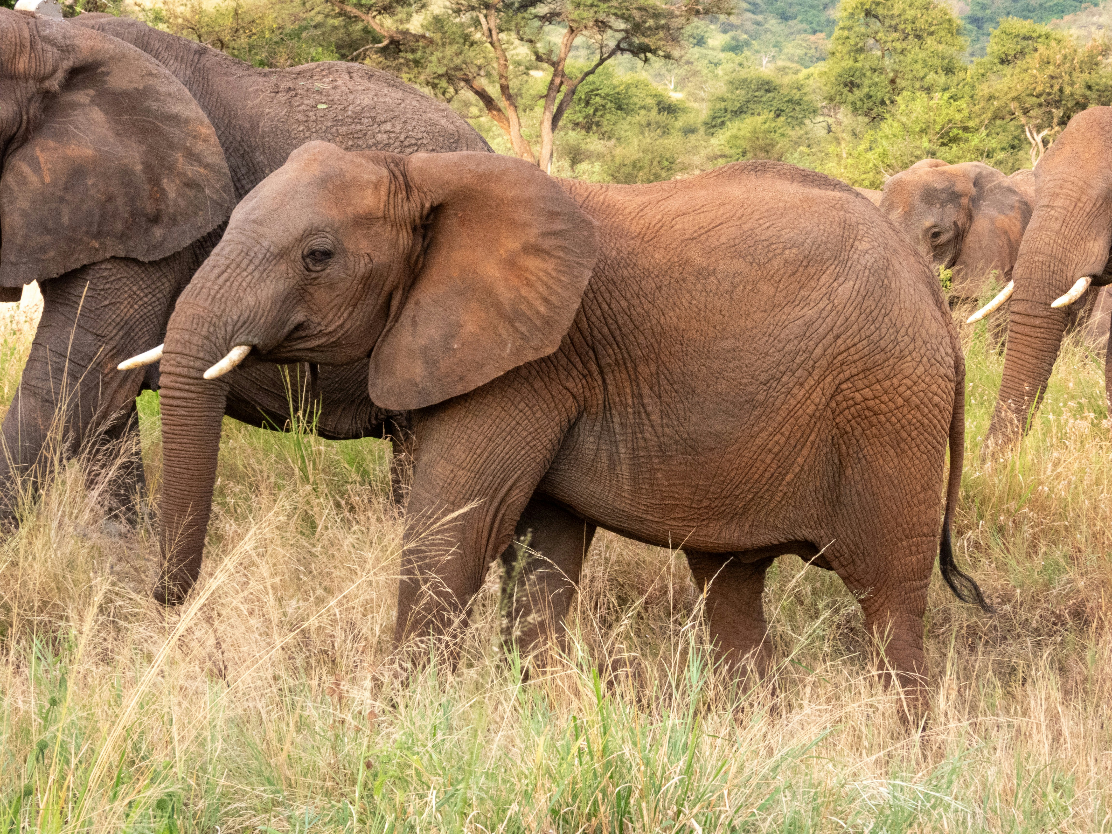 Elephant Close-up