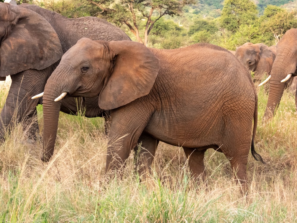 a herd of elephants walking across a grass covered field