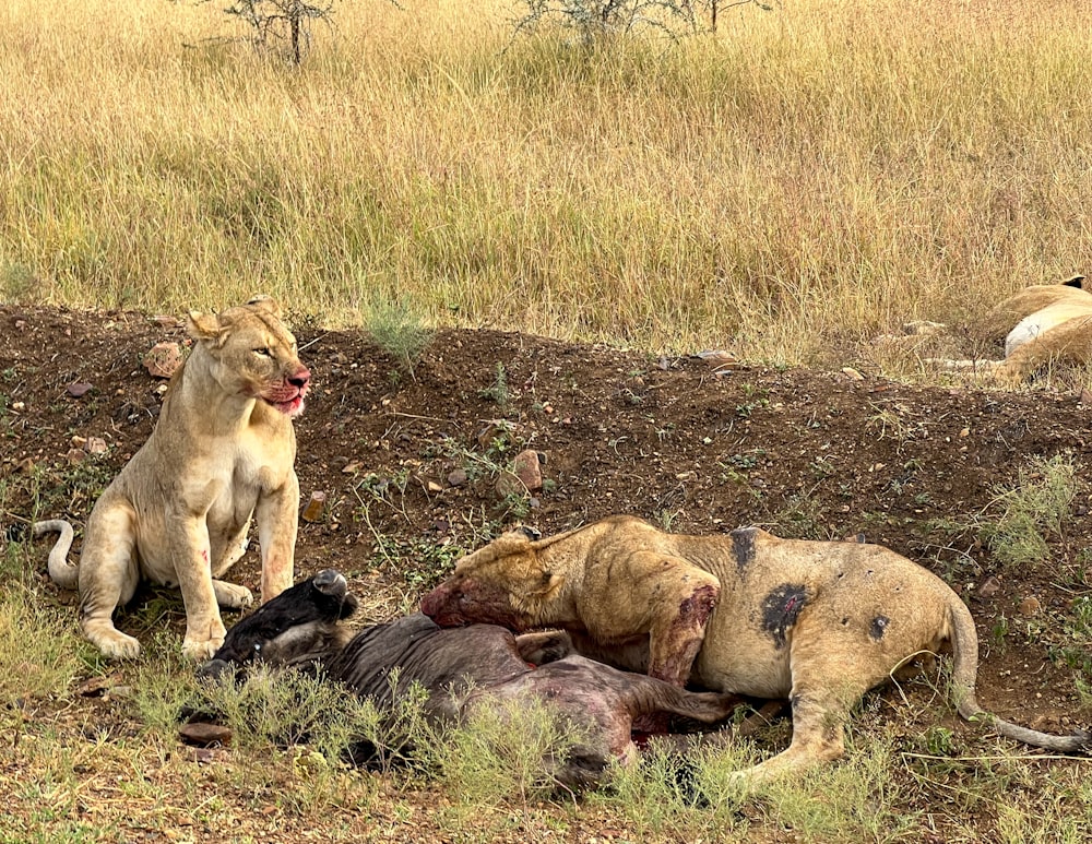 a group of lions laying on top of a dry grass field