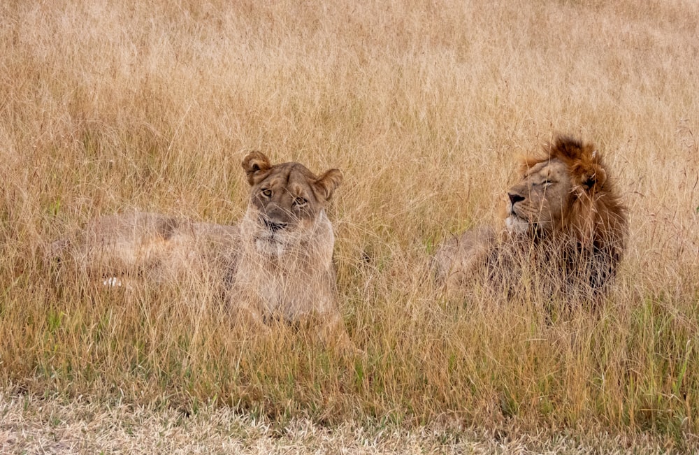 two lions are sitting in the tall grass